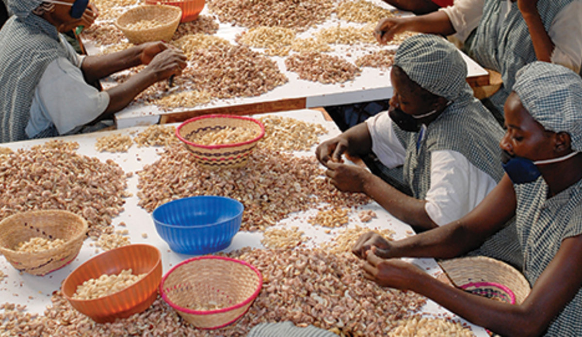 Cashew Nut Central To Guinea Bissau Economy A Blessing Or A Curse   P4110177 3 